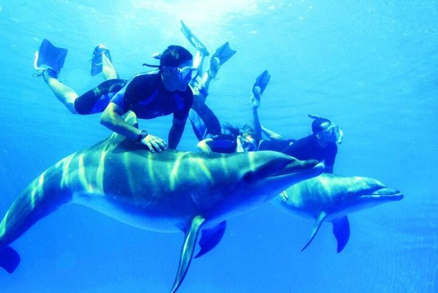 Dolphin House Sataya Reef Snorkeling Cruise with Lunch from Marsa Alam