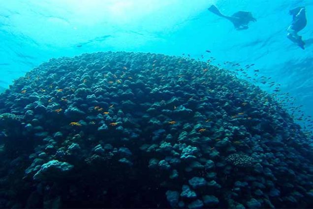 #AbuDababAdventure #SnorkelingAbuDabab #RedSeaEgypt #TravelEgypt #BestToursMarsaAlam #DugongExperience #GreenTurtleSightings #MarsaAlamTrips #MarineLifeEgypt #AboDababBeach #EgyptSnorkeling #TopTourOperatorMarsaAlam #SeaAdventureEgypt #HurghadaExcursion #ExploreRedSea