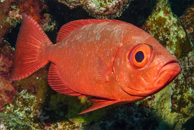 #MarsaMubarak #MarsaAlam #RedSeaSnorkeling #Dugongs #SeaTurtles #CoralReefs #MarineLife #SnorkelingTrip #TravelEgypt #BestTourProviderMarsaAlam #LuxuryBoatTrip #MarsaAlamAdventure #SnorkelingEgypt #RedSeaAdventure #EgyptTours