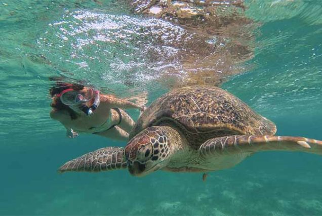 #MarsaMubarak #MarsaAlam #RedSeaSnorkeling #Dugongs #SeaTurtles #CoralReefs #MarineLife #SnorkelingTrip #TravelEgypt #BestTourProviderMarsaAlam #LuxuryBoatTrip #MarsaAlamAdventure #SnorkelingEgypt #RedSeaAdventure #EgyptTours