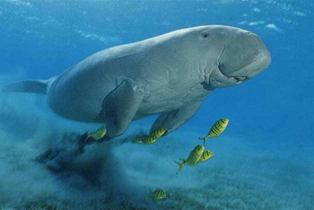 Snorkeling with dugongs and sea turtles in Marsa Mubarak