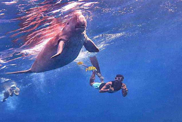 #MarsaMubarak #MarsaAlam #RedSeaSnorkeling #Dugongs #SeaTurtles #CoralReefs #MarineLife #SnorkelingTrip #TravelEgypt #BestTourProviderMarsaAlam #LuxuryBoatTrip #MarsaAlamAdventure #SnorkelingEgypt #RedSeaAdventure #EgyptTours