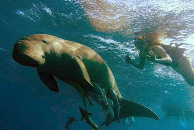 #MarsaMubarak #MarsaAlam #RedSeaSnorkeling #Dugongs #SeaTurtles #CoralReefs #MarineLife #SnorkelingTrip #TravelEgypt #BestTourProviderMarsaAlam #LuxuryBoatTrip #MarsaAlamAdventure #SnorkelingEgypt #RedSeaAdventure #EgyptTours