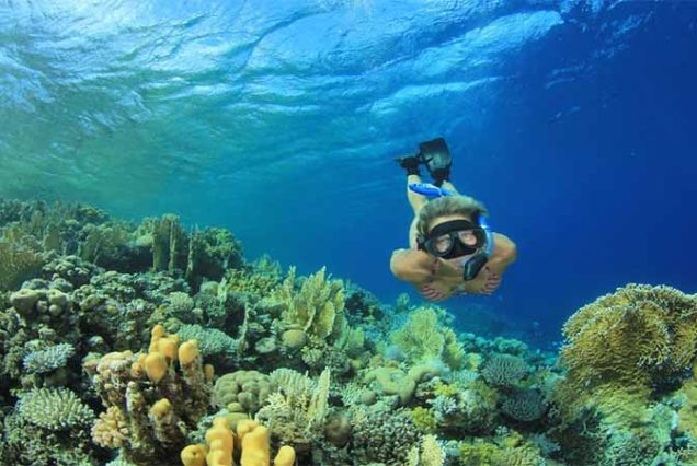 Vibrant coral reefs and colorful tropical fish in the Red Sea, Marsa Mubarak snorkeling