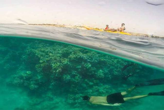 #SharmElLuli #SnorkelingMarsaAlam #RedSeaAdventure #TravelEgypt #BestTourOperatorMarsaAlam #TopTourAgencyMarsaAlam #MarsaAlamTours #CoralReefsSnorkeling #MarineLifeRedSea #LuxurySnorkelingExperience #UnforgettableRedSea #MarsaAlamSnorkeling