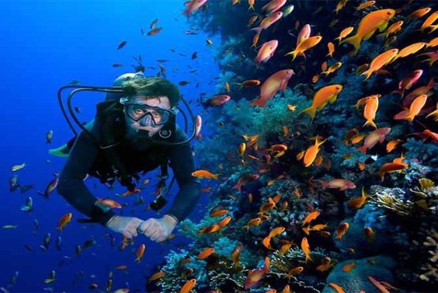 #SharmElLuli #SnorkelingMarsaAlam #RedSeaAdventure #TravelEgypt #BestTourOperatorMarsaAlam #TopTourAgencyMarsaAlam #MarsaAlamTours #CoralReefsSnorkeling #MarineLifeRedSea #LuxurySnorkelingExperience #UnforgettableRedSea #MarsaAlamSnorkeling