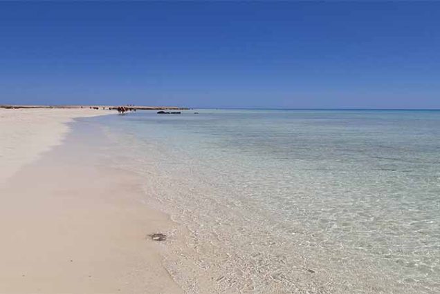 #SharmElLuli #SnorkelingMarsaAlam #RedSeaAdventure #TravelEgypt #BestTourOperatorMarsaAlam #TopTourAgencyMarsaAlam #MarsaAlamTours #CoralReefsSnorkeling #MarineLifeRedSea #LuxurySnorkelingExperience #UnforgettableRedSea #MarsaAlamSnorkeling
